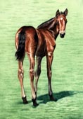 Standardbred, Equine Art - Tail End